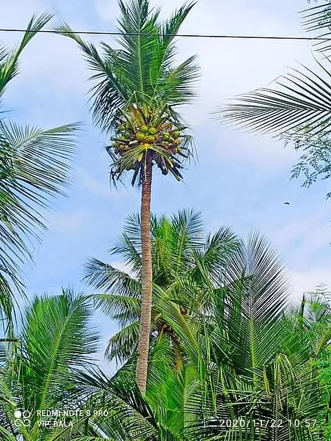 நிவர் புயல்