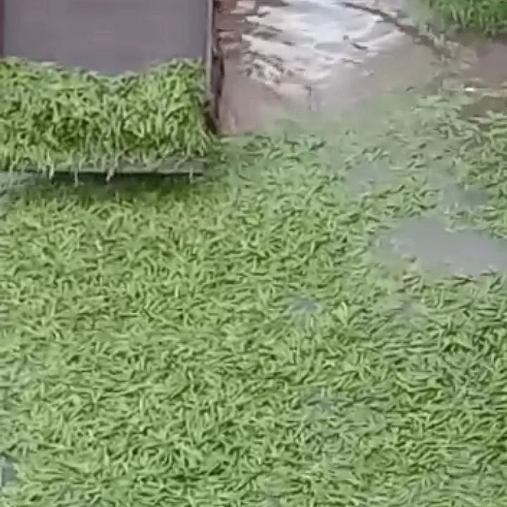 ஆற்றில் கொட்டப்பட்ட வெண்டைக்காய்.