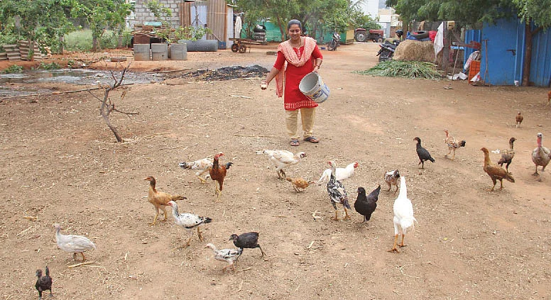 நாட்டுக்கோழிகளுக்குத் தீவனம்