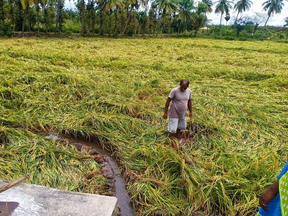 நிவர் புயல்: மழை நீரில் மூழ்கிய பயிர்கள்... உடனடியாக விவசாயிகள் செய்ய வேண்டியது என்ன?