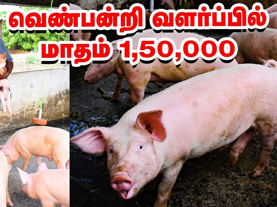 Pig Farm