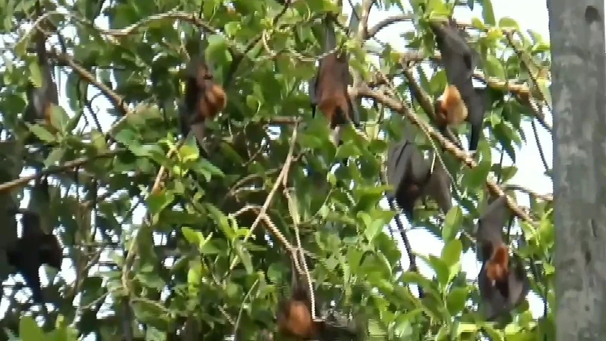 வௌவால்கள்