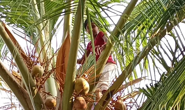 தென்னை மரத்தின் மீது ஹெப்சி ஹேனா