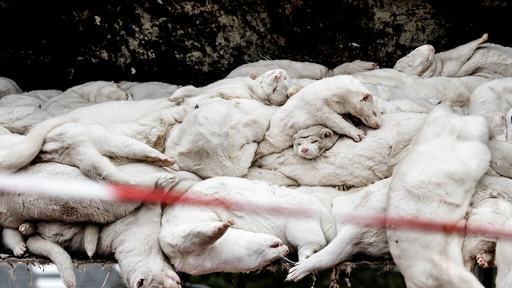 Minks that have been culled
