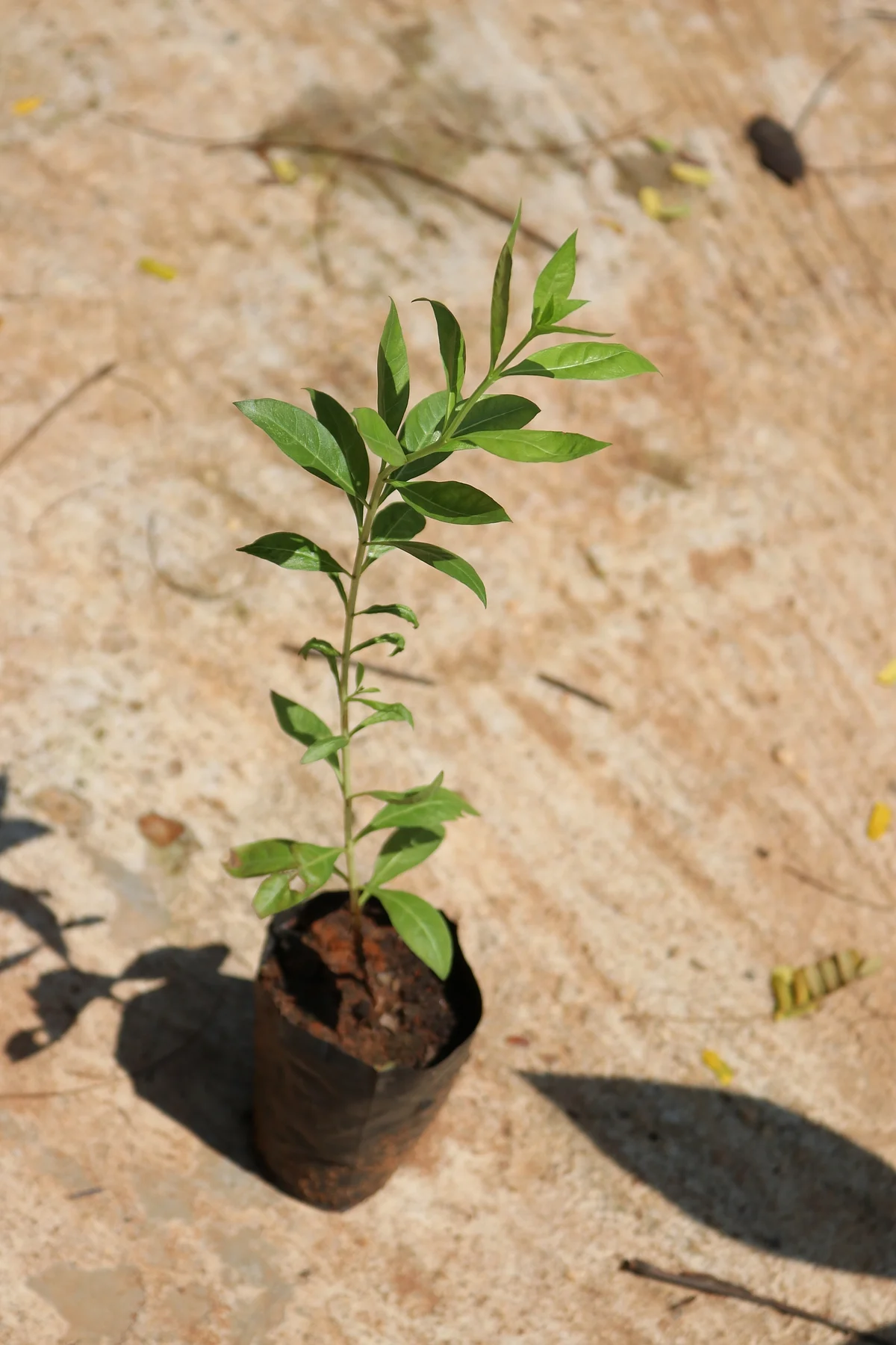 Henna plant