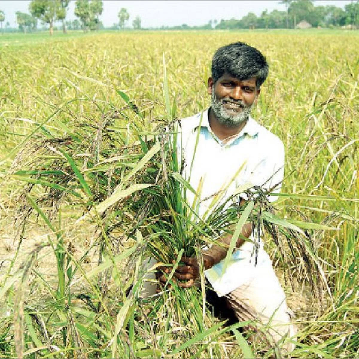 ஏகாம்பரம்