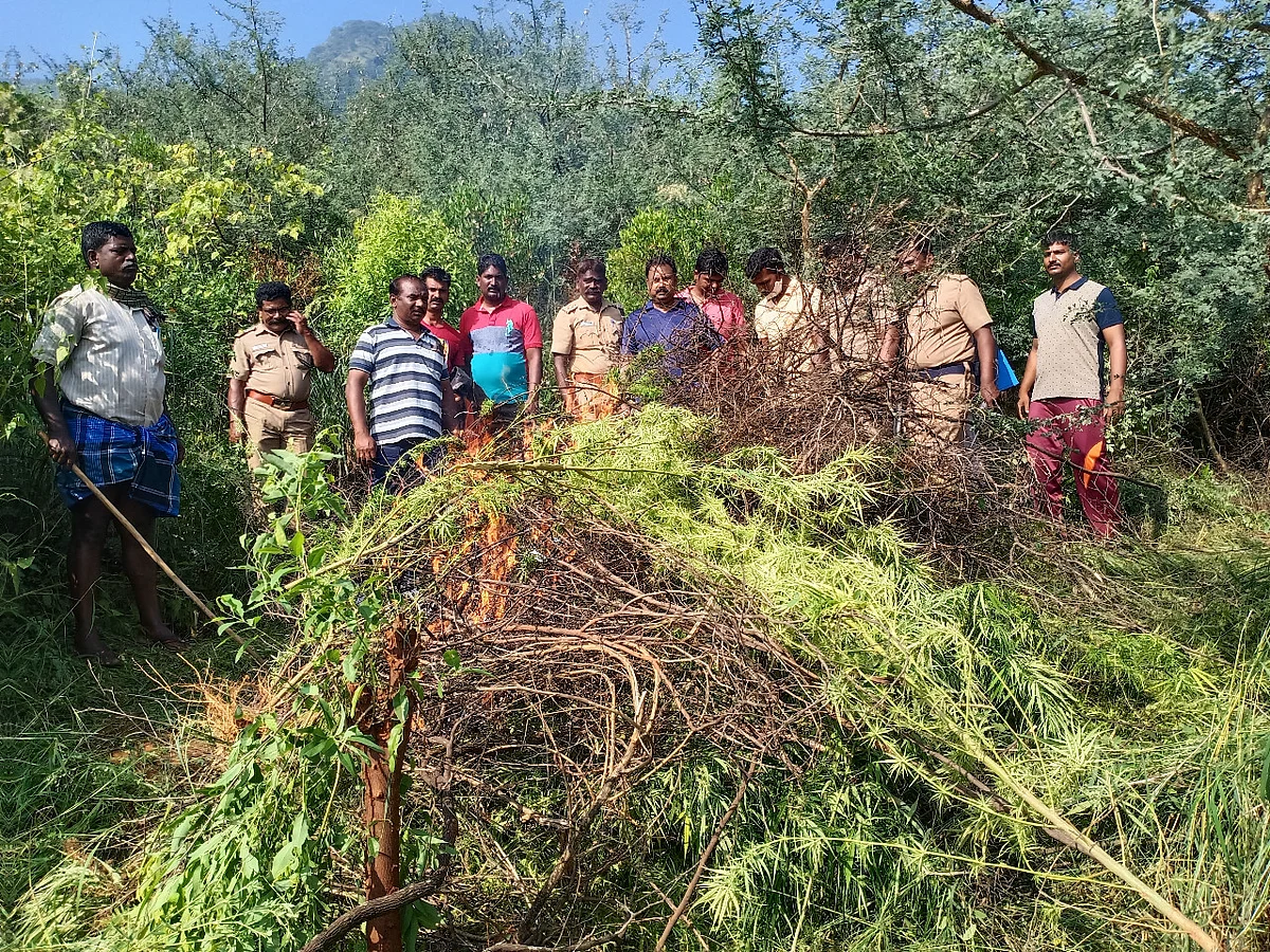 தேனி : 5 சென்ட் நிலம்; 150 செடிகள்! - மீண்டும் தலைதூக்குகிறதா கஞ்சா சாகுபடி?
