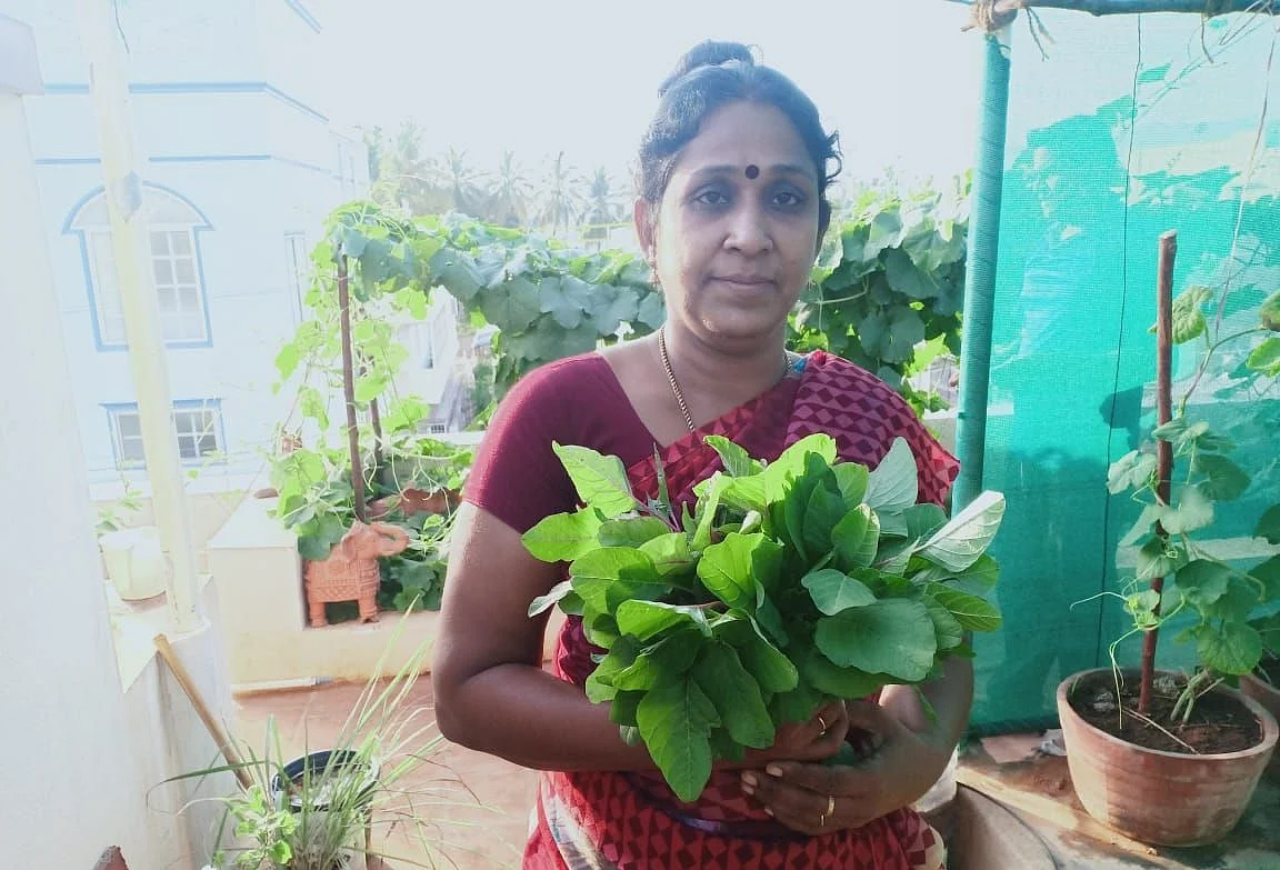 கீரை அறுவடை