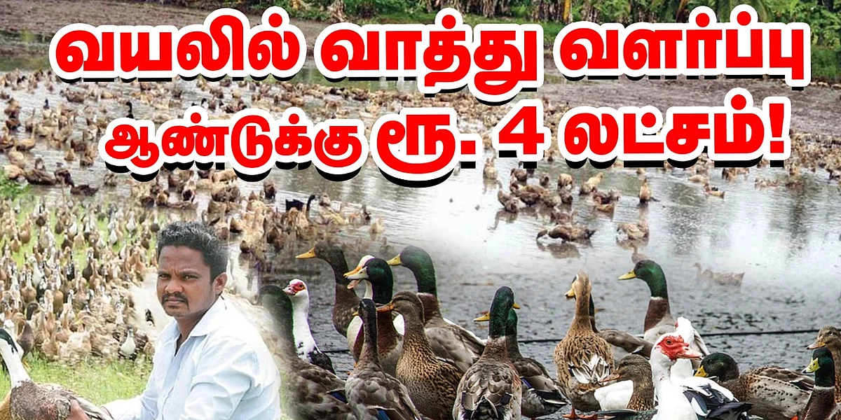 Duck Farm