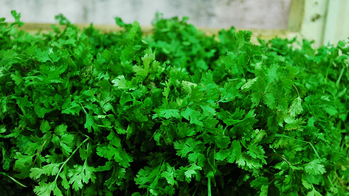 coriander leaves