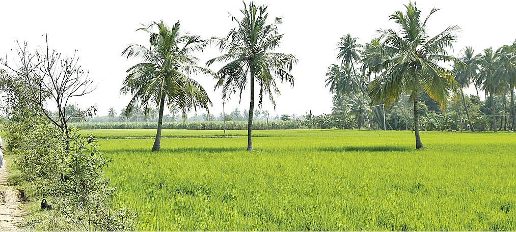 பிரியாணிக்கு ஏற்ற அரிசி ரகம் எது?