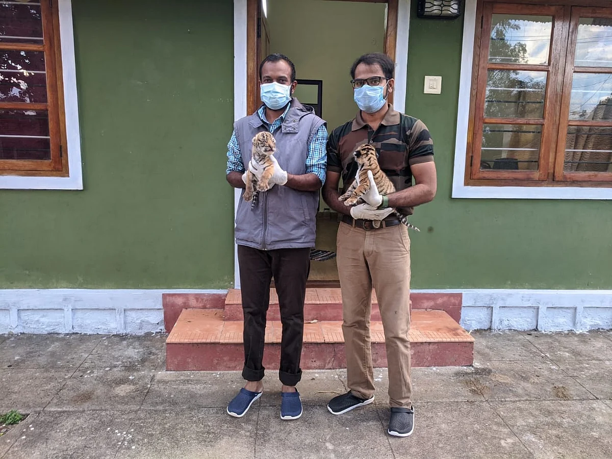 Rescued Tiger cubs