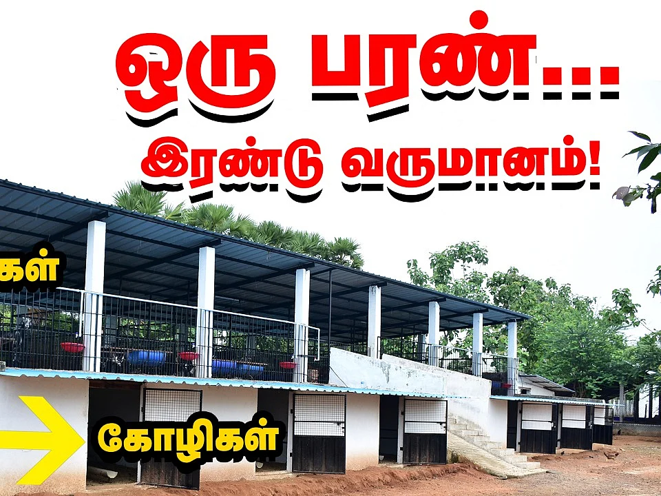 மேலே ஆடு, கீழே கோழி... ஒருங்கிணைந்த பண்ணையத்துக்கு அருமையான பரண் அமைப்பு!