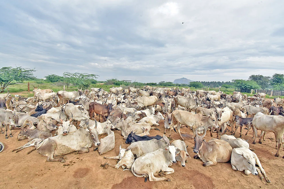 பண்ணையில் கிடைமாடுகள்