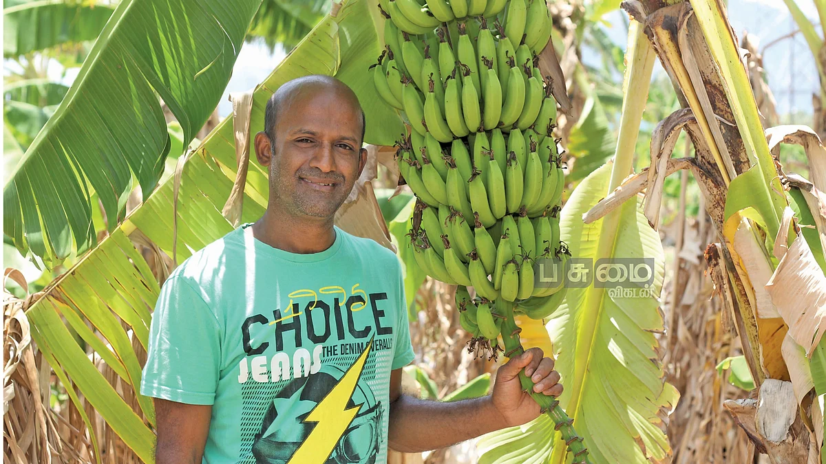 வாழைத்தோட்டத்தில் சுரேஷ்