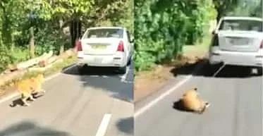 வைரலான வீடியோ