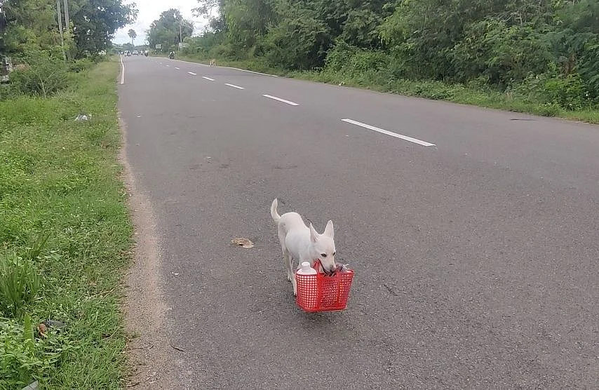 சீனு