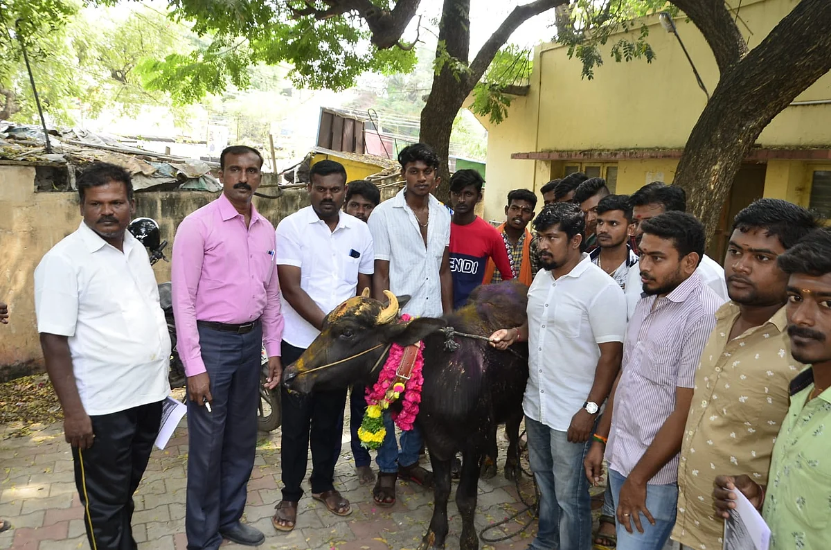 ஜல்லிக்கட்டு