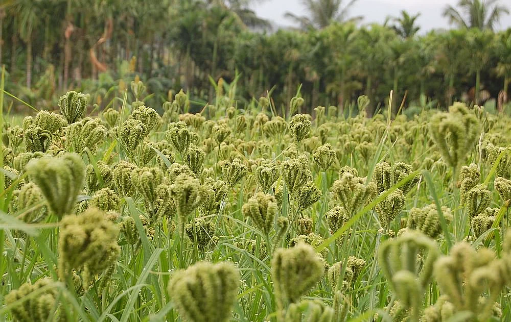 கேழ்வரகு