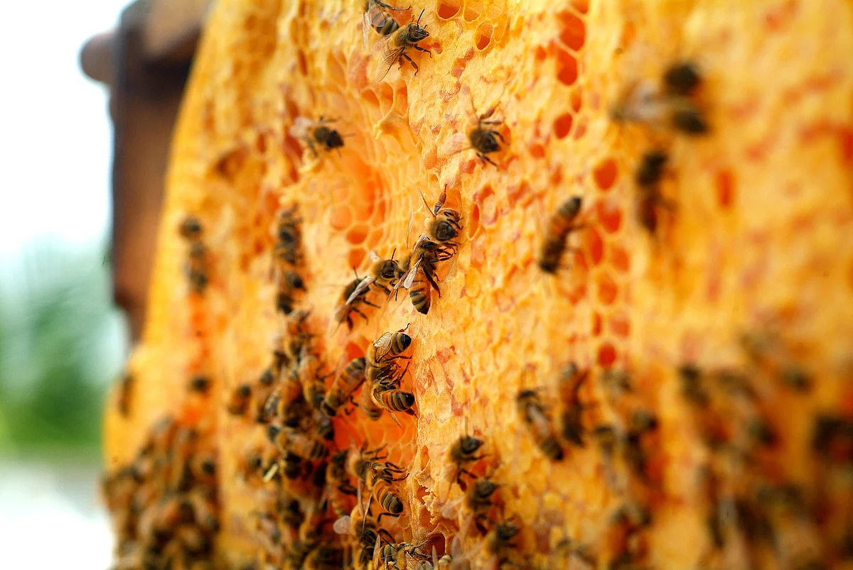 Honeybee