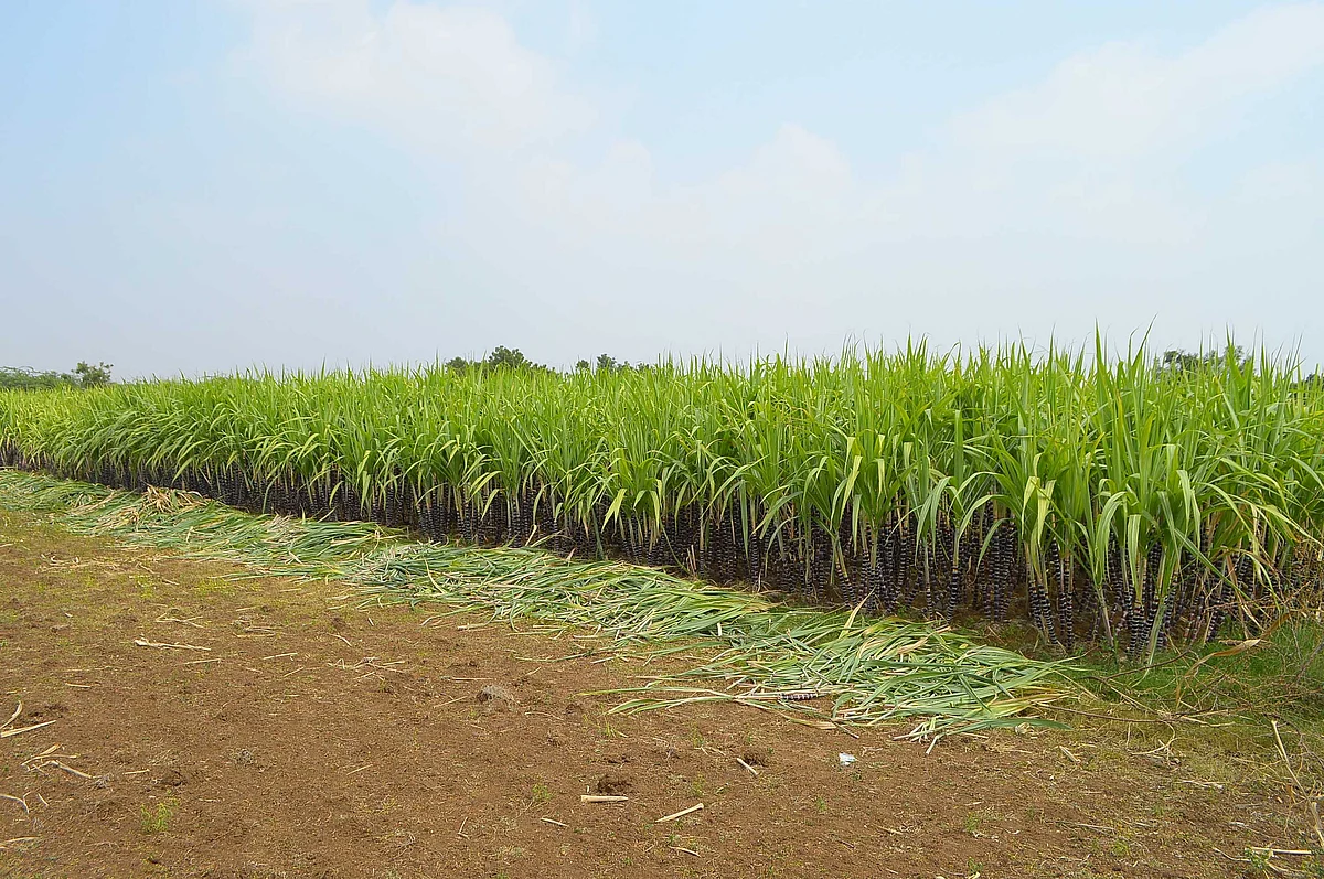 கரும்புத் தோட்டம்