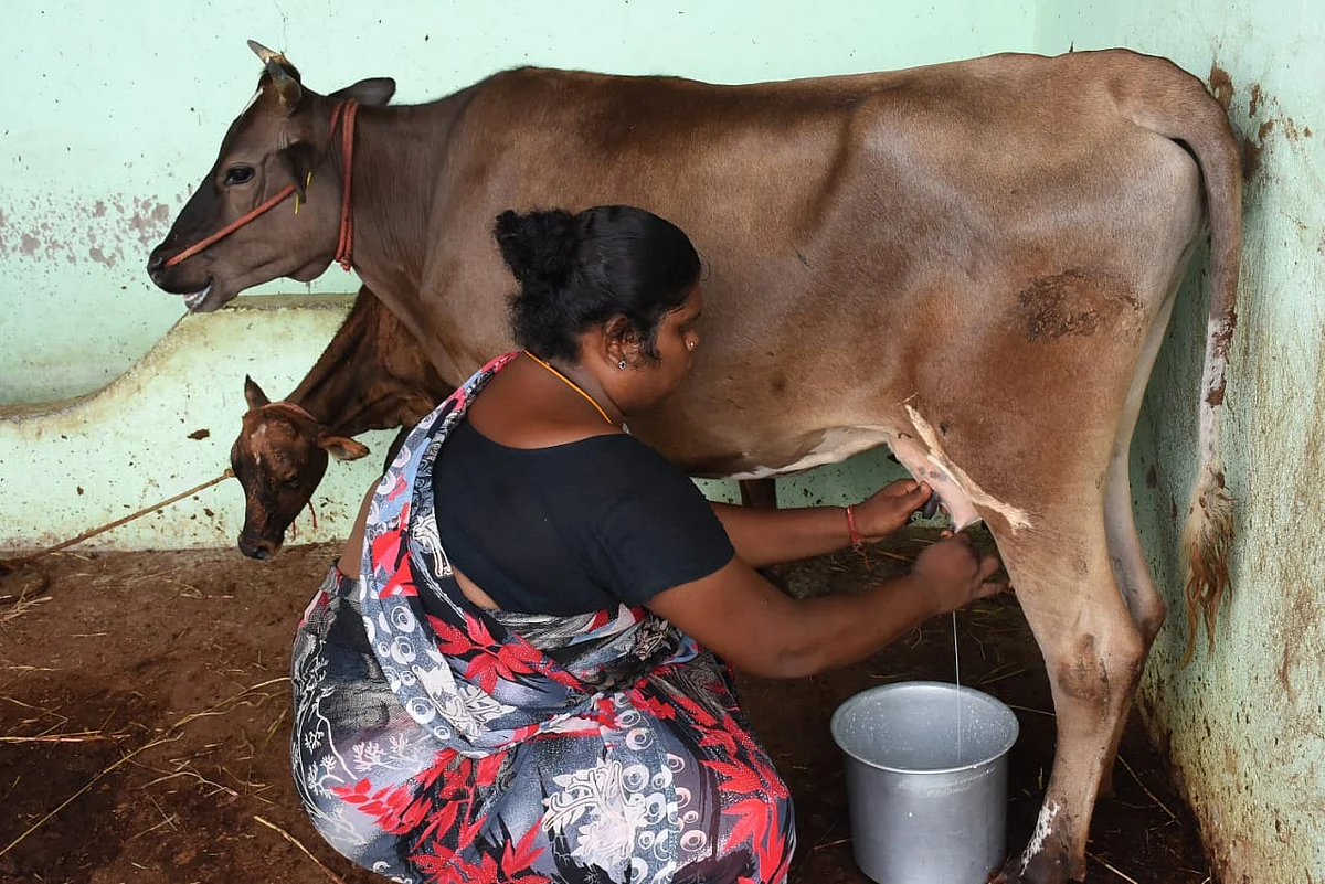 பால் கறக்கும் திருநங்கை