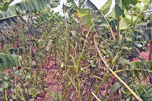 வாழையில் ஊடுபயிராக கொத்தவரை