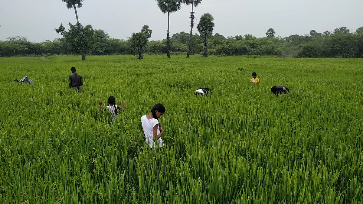 விவசாயம் செய்யும் குழந்தைகள்