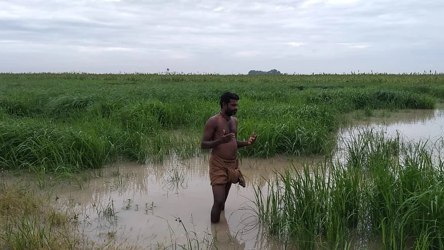மழை நீரில் மூழ்கிய தீவனச் சோளம்