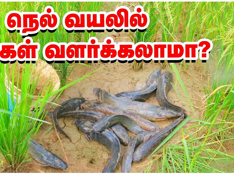 நெல் வயலில் மீன்கள் வளர்க்கலாமா? - கேள்விகளும்... பதில்களும்! | Rice fish farming system