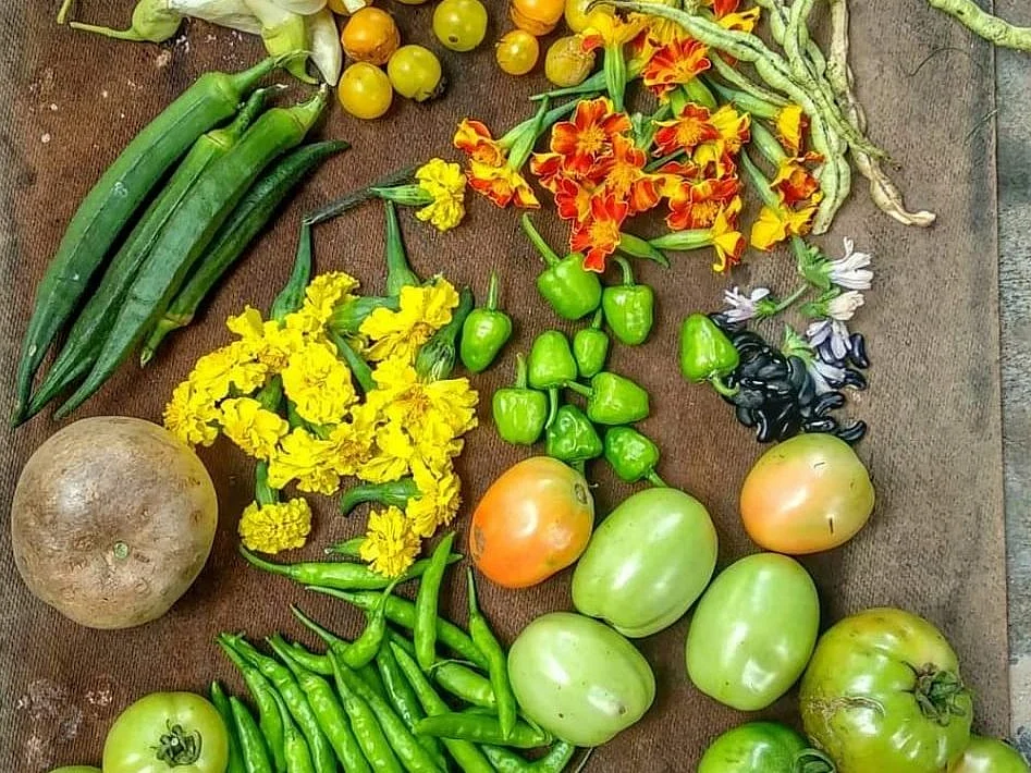 மாடித்தோட்டத்துல காய்கறிகள் மட்டுமல்ல; பூக்களும் நிச்சயம் இருக்கணும்... ஏன்? - வீட்டுக்குள் விவசாயம்