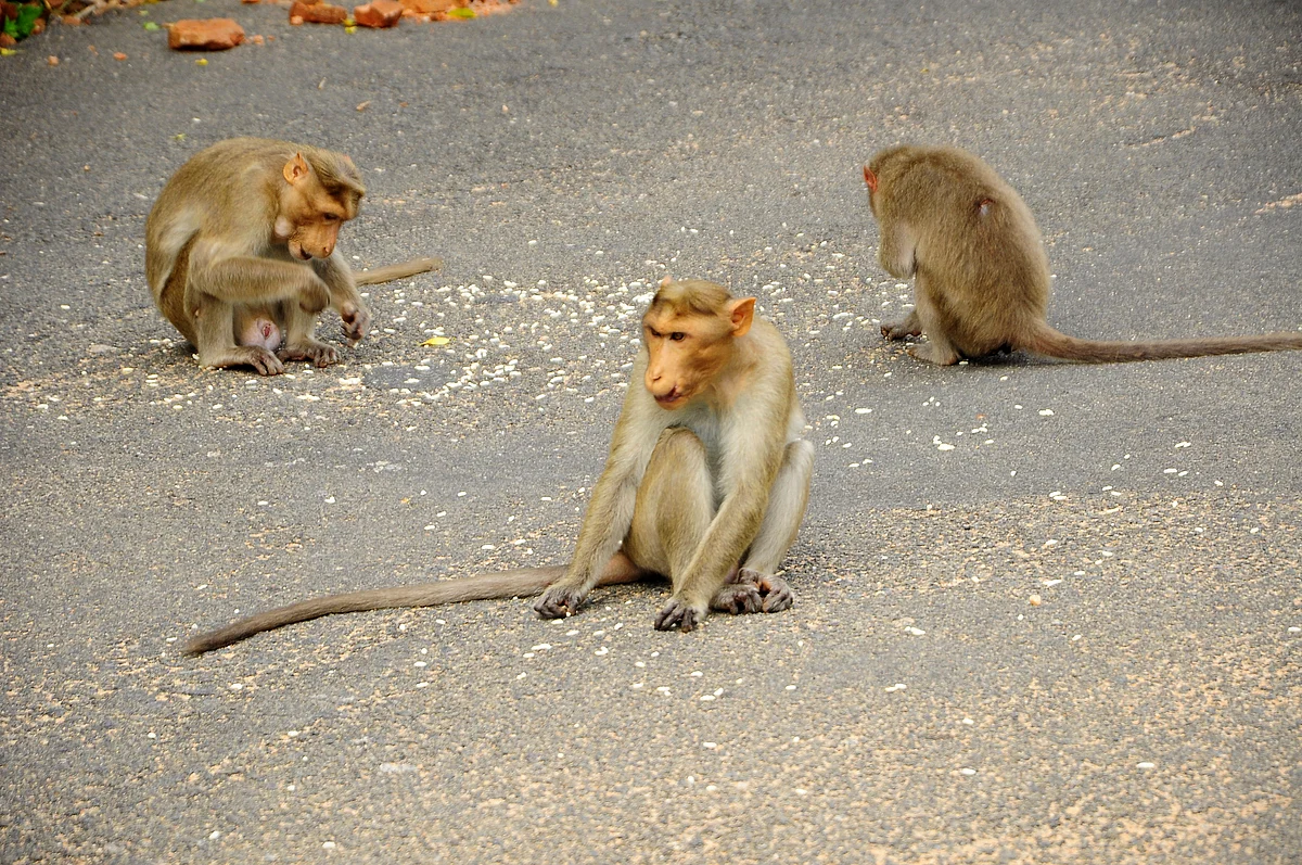 சாலைகளில் உணவெடுக்கும் குரங்குகள்