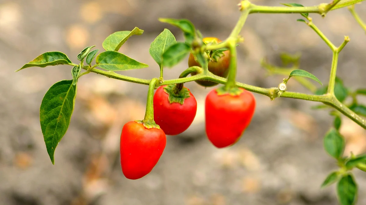 Chilli Plant