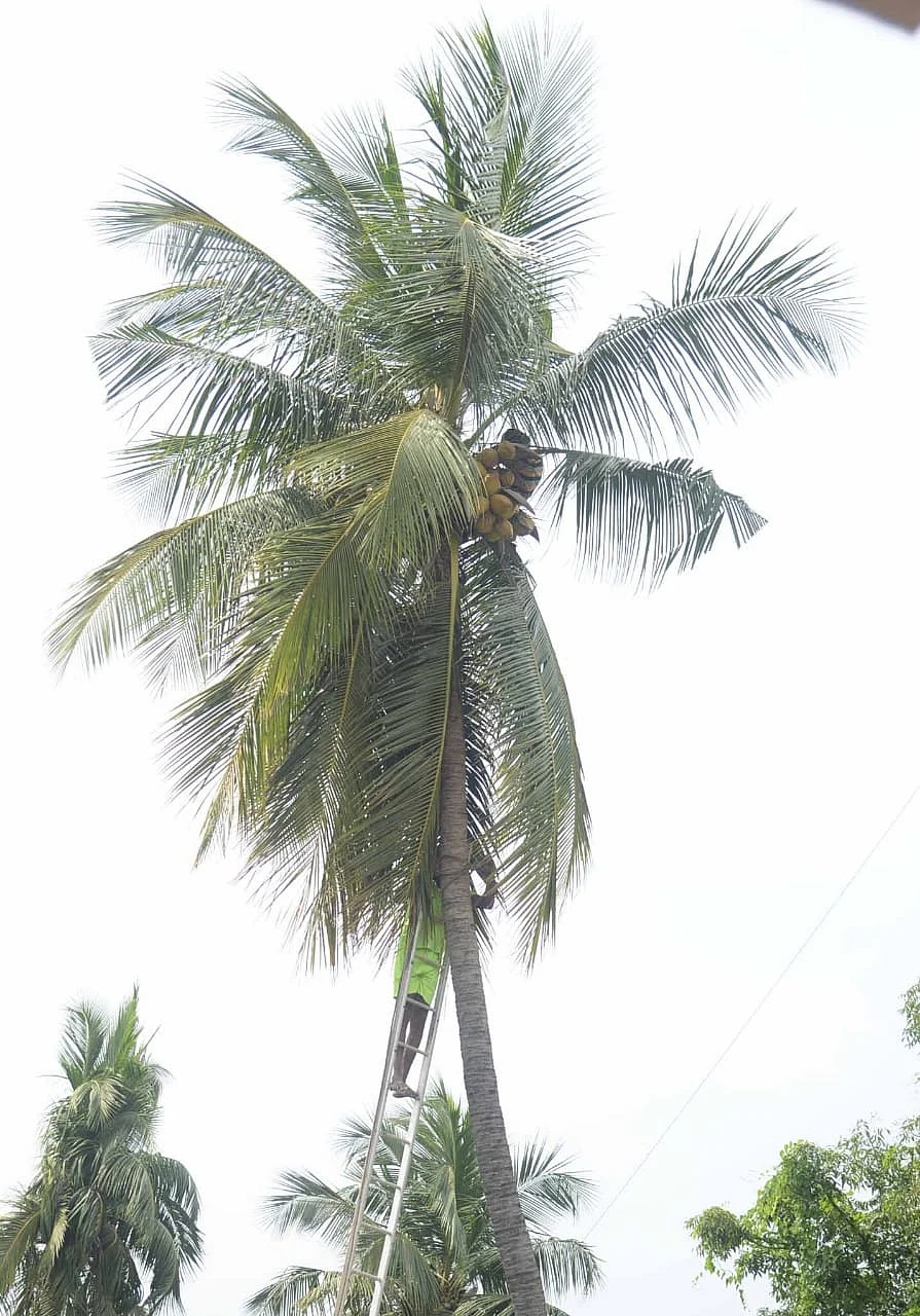 மரத்தின் உச்சியில் தூங்கும் தொழிலாளி