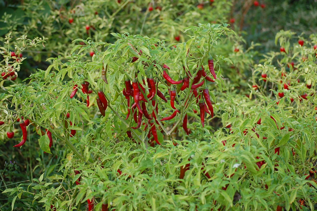 Chilli Plant