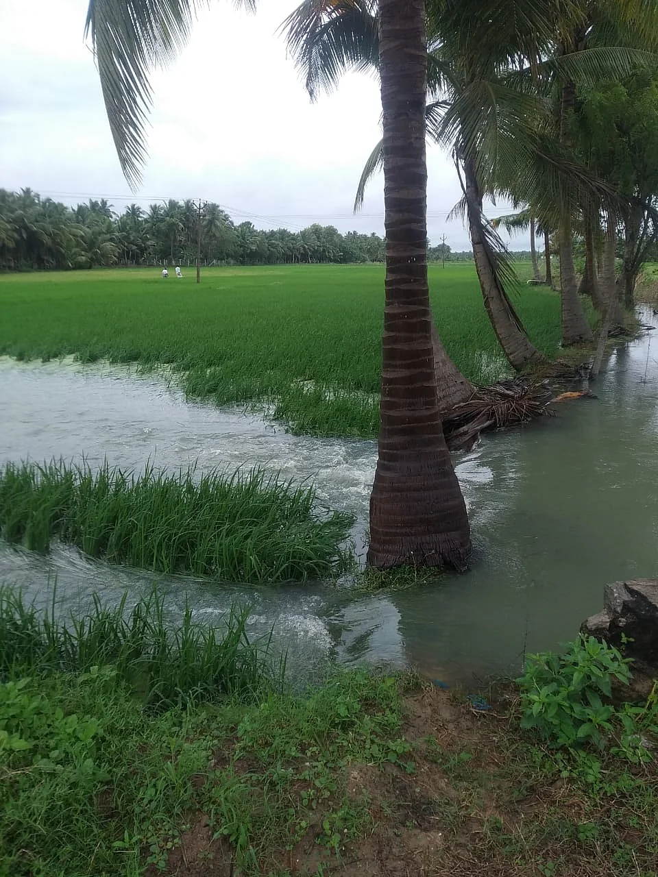 வயலில் மழை நீர்