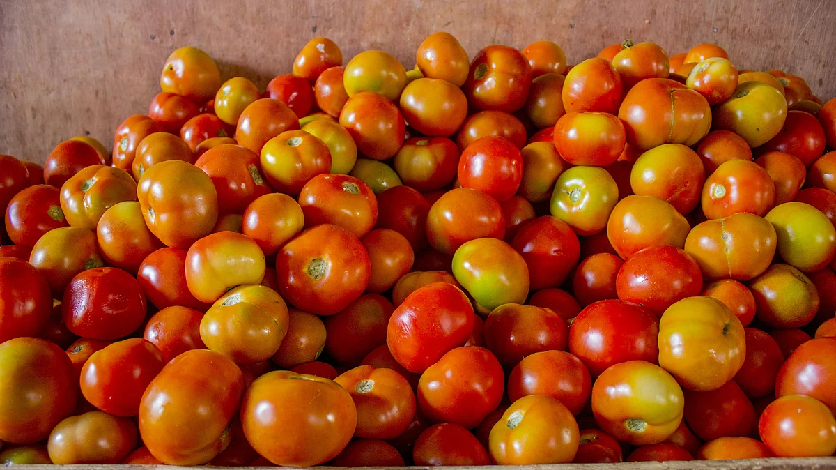 Tomato