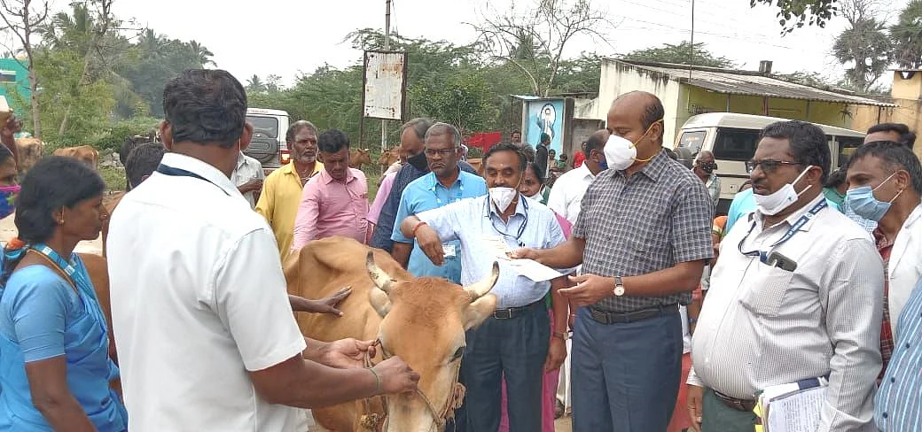 மாடுகளுக்கான சிறப்பு சிகிச்சை முகாம்