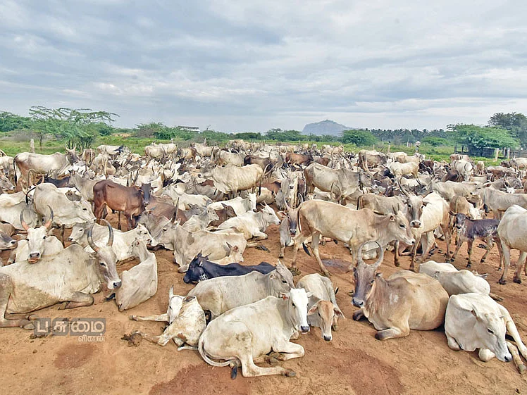 சாணம் கொடுக்கும் வெகுமதி! பயிற்சி அளிக்கும் தொழுவம்!