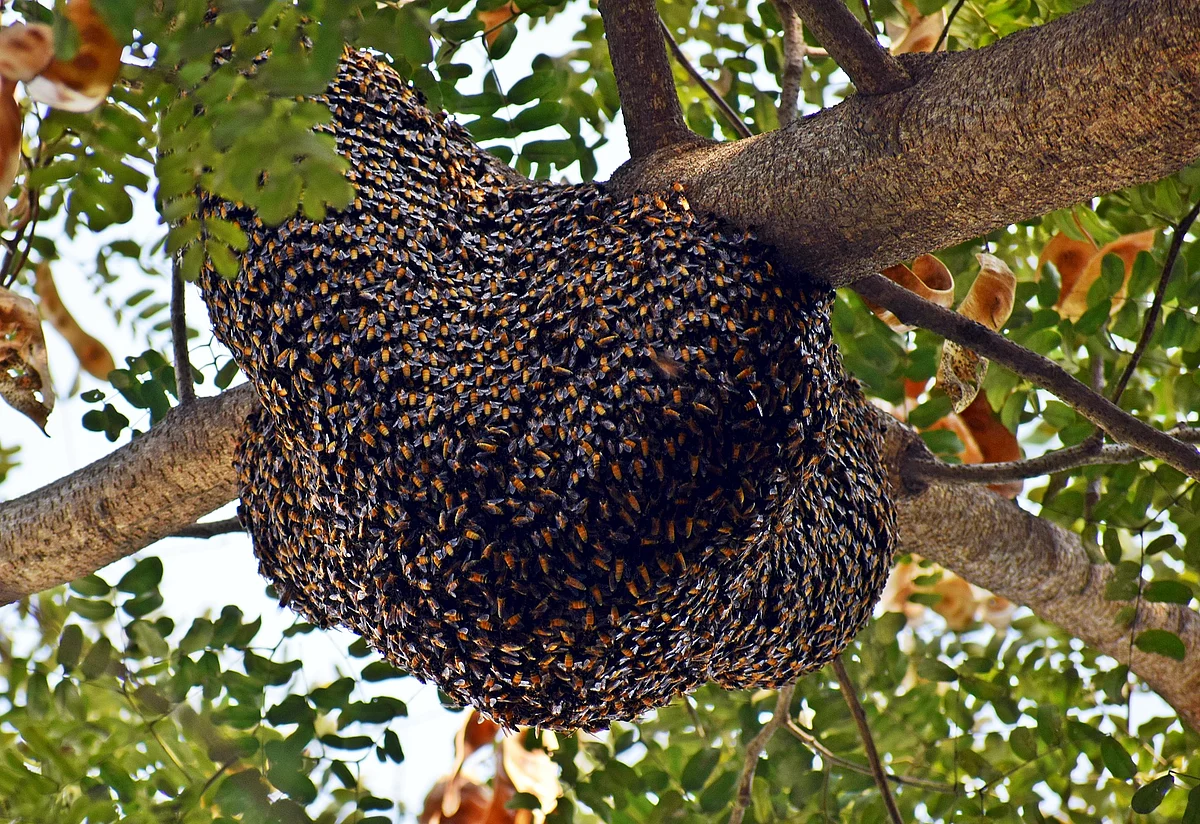 honey