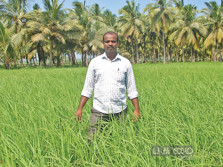 காற்று அடித்தாலும் கதிர் சாயாத நெல் ரகம்! - பாரம்பர்ய விதைகளைப் பாதுகாக்கும் கல்லூரிப் பேராசிரியர்!