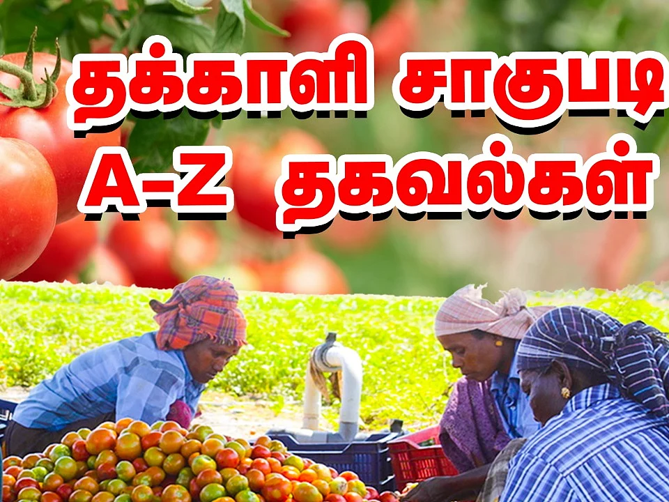 தக்காளி... நடவு முதல் அறுவடை வரை! | Part 1 | வயல்வெளிப் பள்ளி | Tomato Cultivation