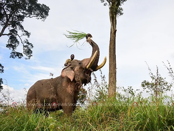 Operation broken tusker