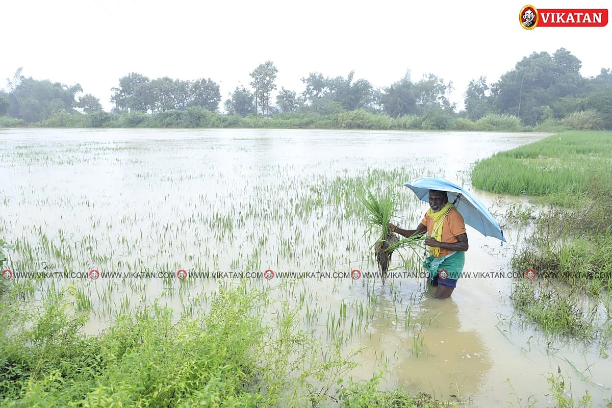 வயலை சூழ்ந்துள்ள மழை நீர்