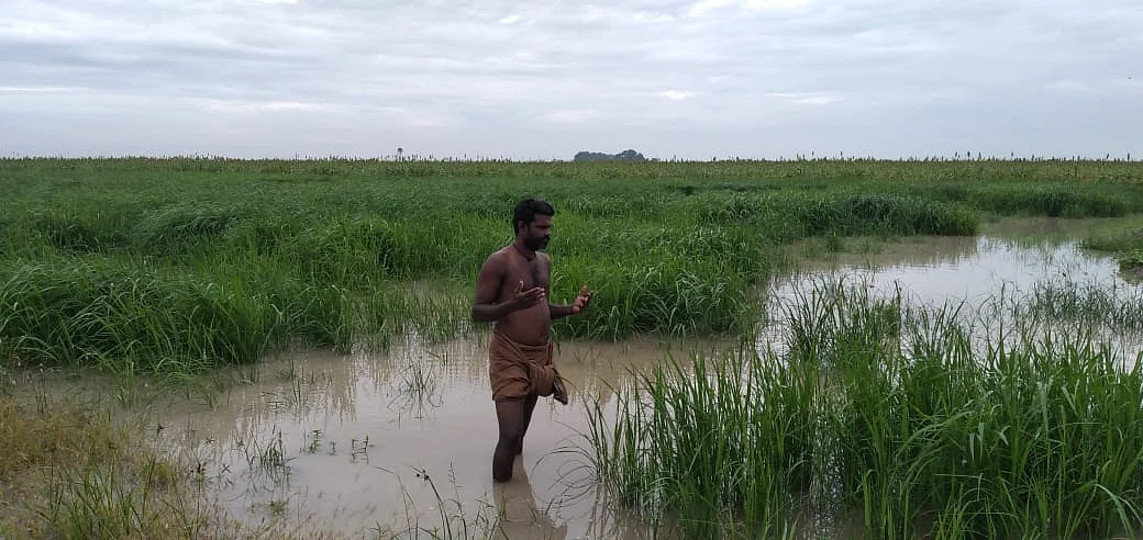 மழைநீர் தேங்கிய பாசிப்பயறு செடிகள்