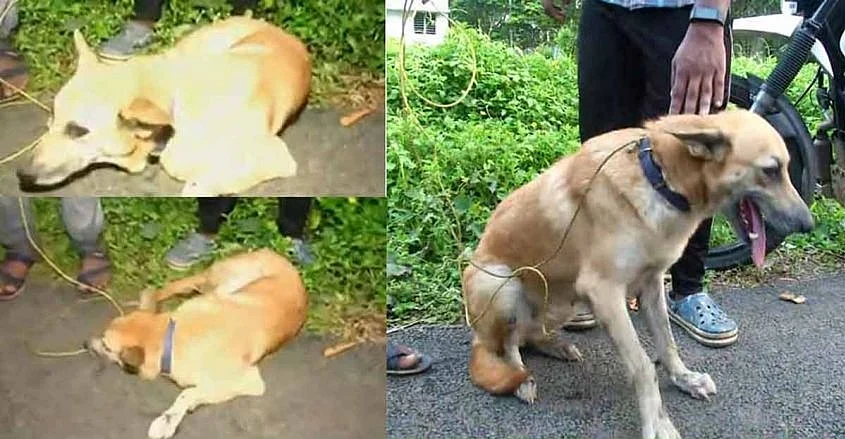 மீட்கப்பட்ட நாய்