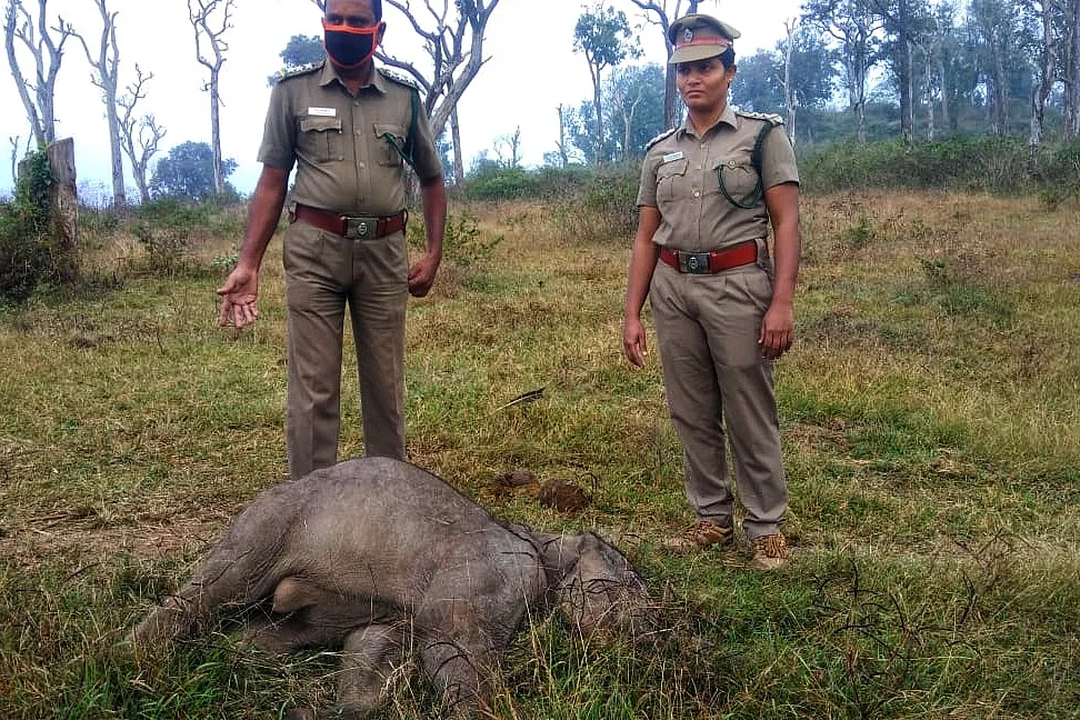forest officials with carcas