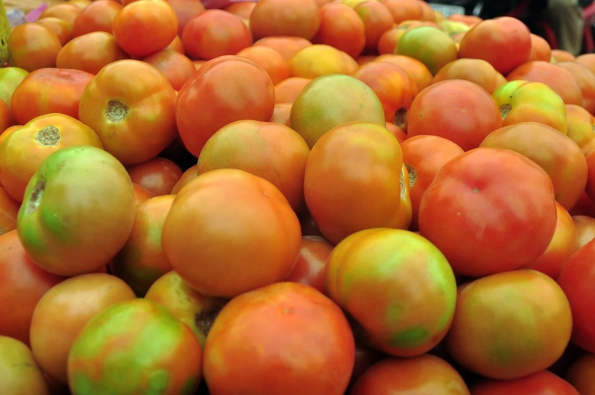 Tomato