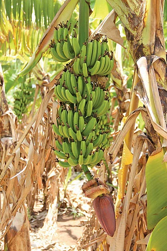 இயற்கை விவசாயத்தில் விளைந்த வாழைத்தார்
