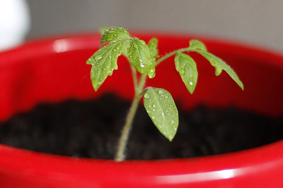 Tomato